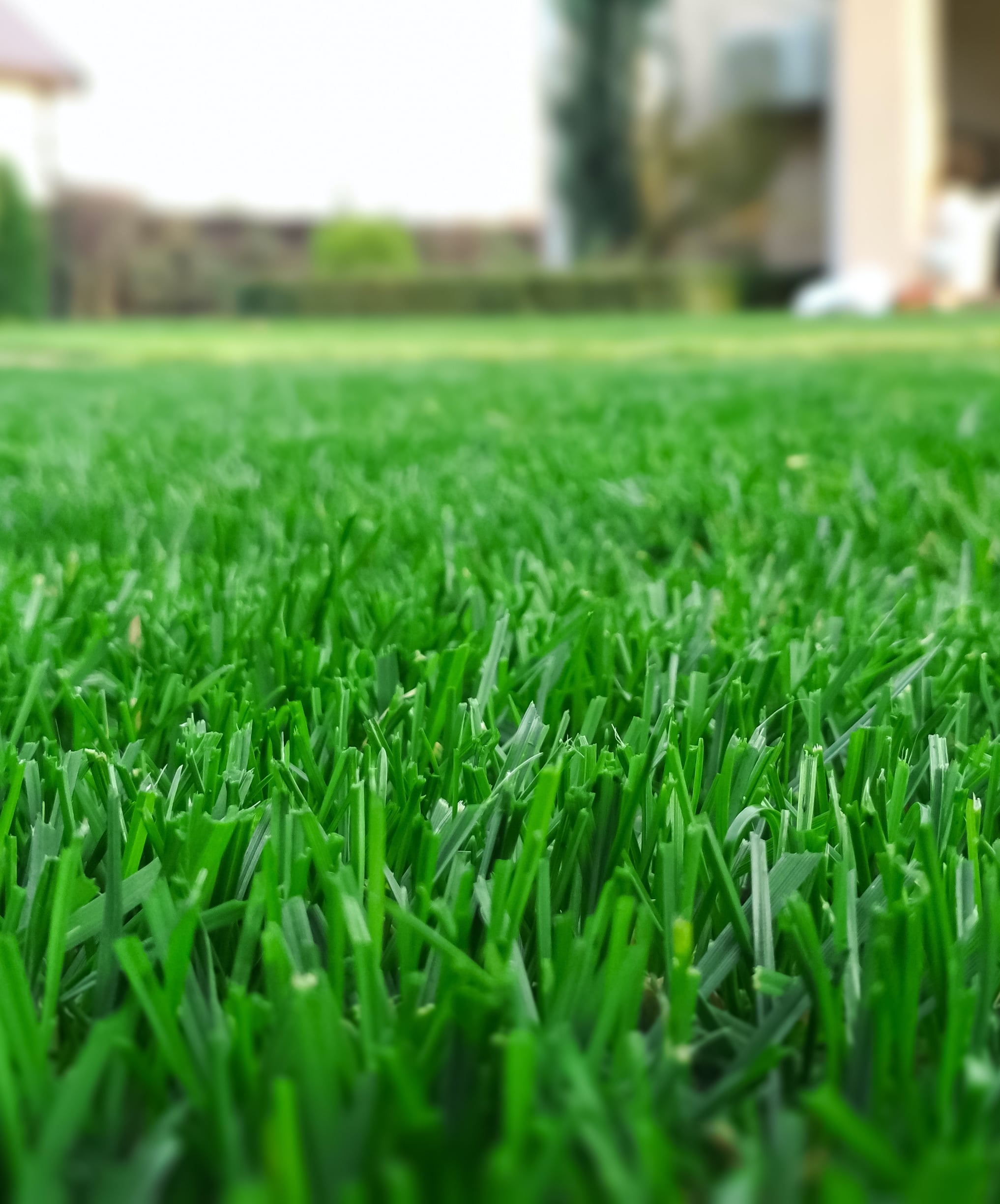 short cut grass