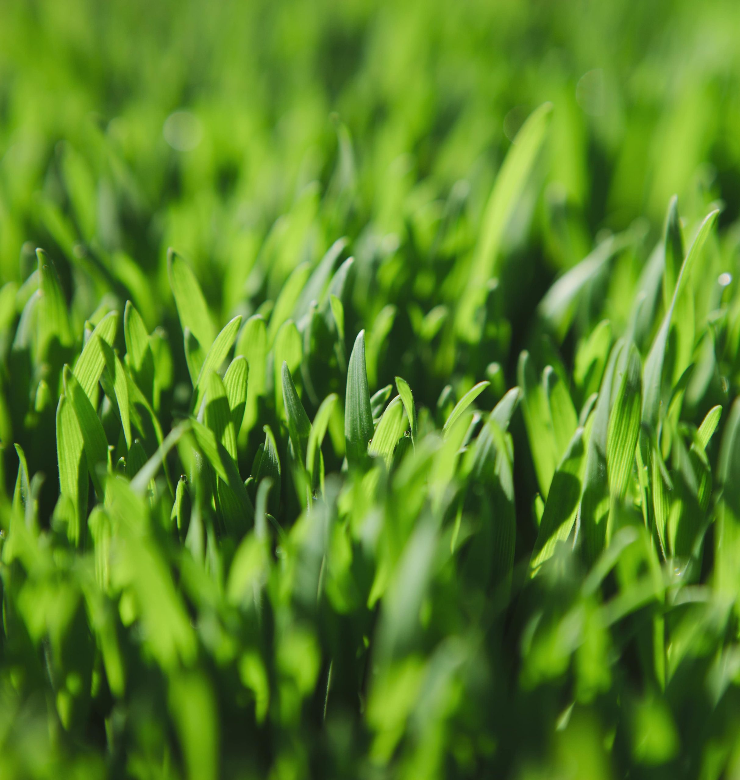 green blades of grass