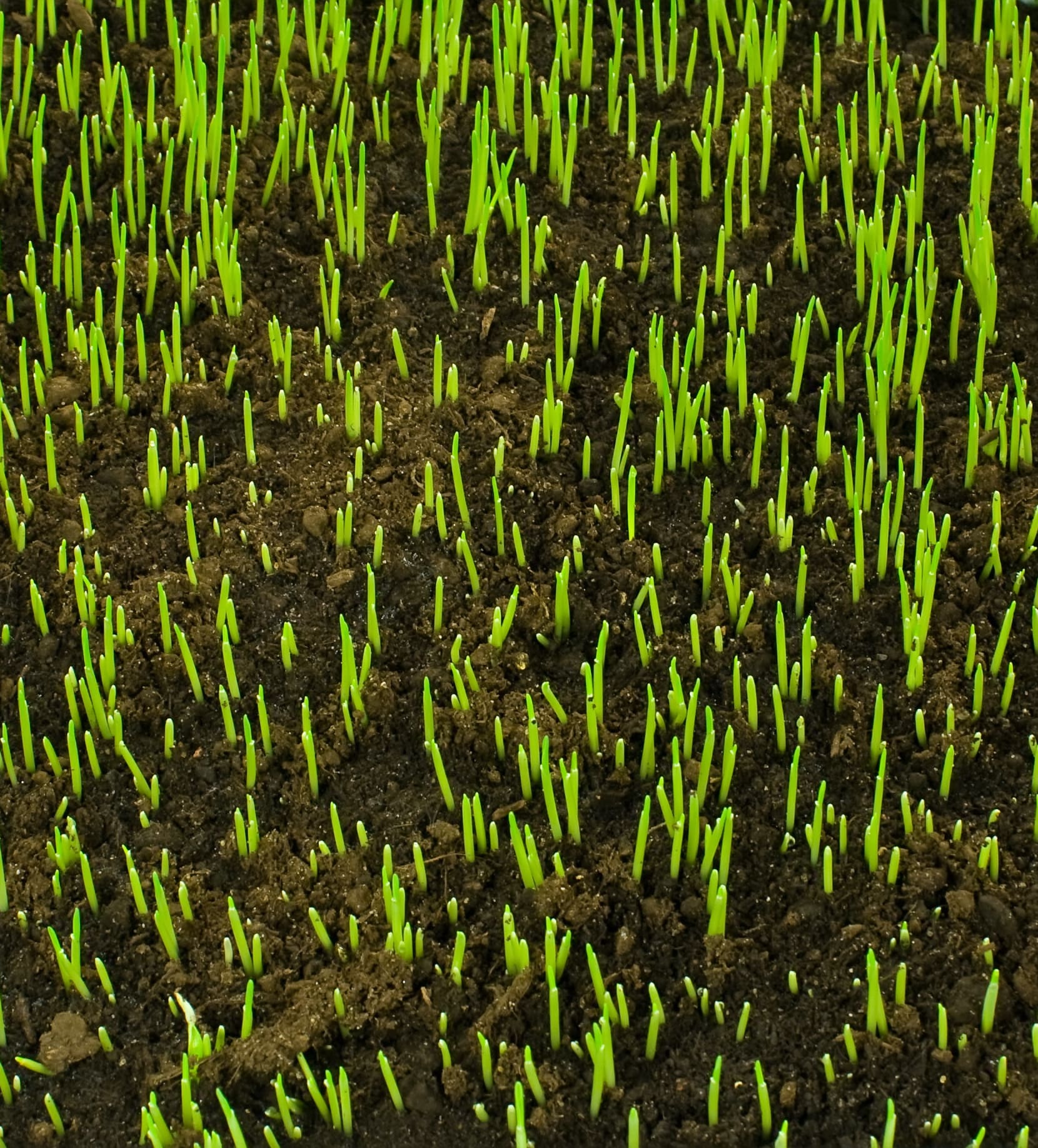 sprouts breaking through soil