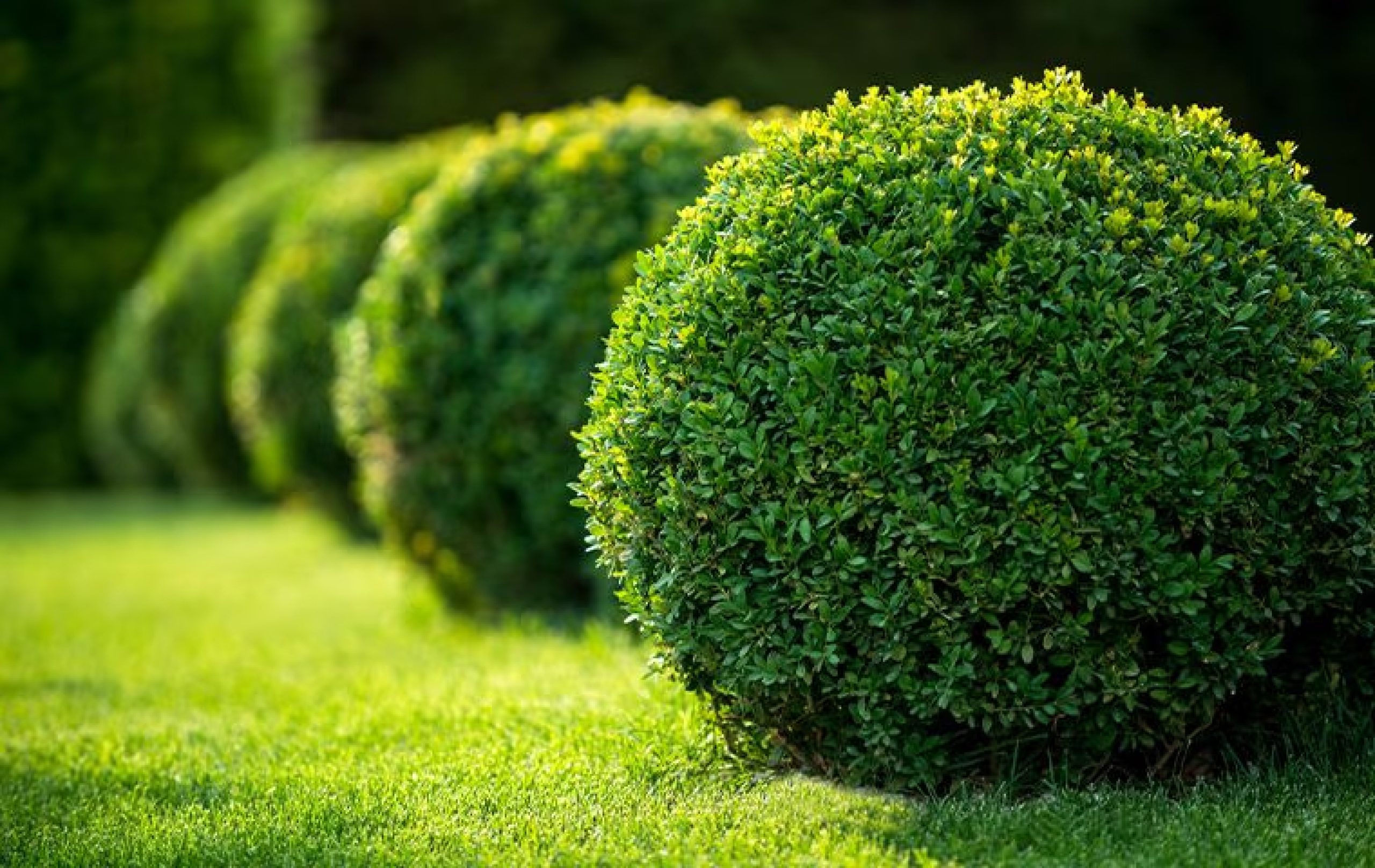 boxwood and mowed lawn