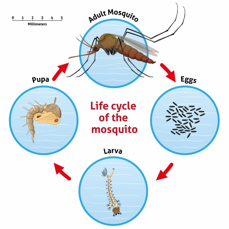 mosquito life cycle graphic